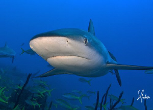 Reef Sharks up close seem to be an often occurrence when ... by Steven Anderson 